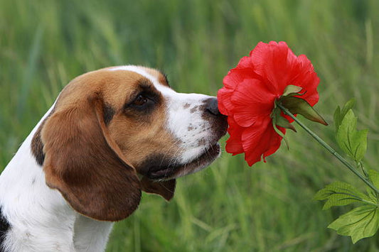 Plantas altamente tóxicas para perros y gatos